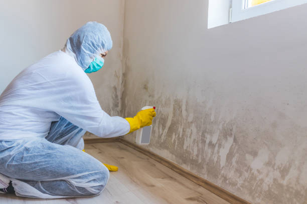 Best Air Quality Testing for Mold Spores  in Meadow Les, AK