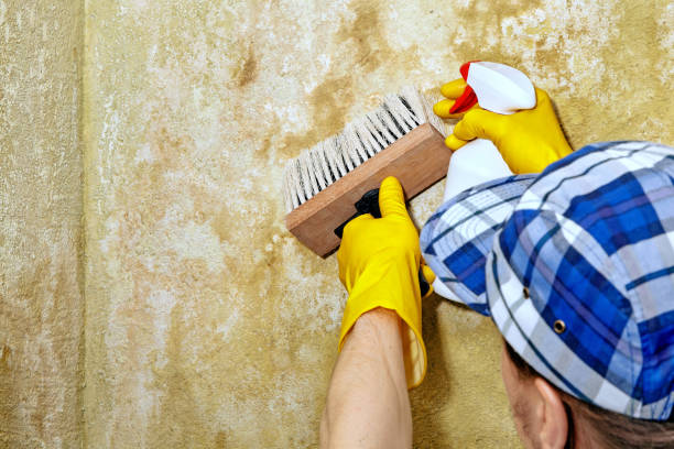 Best Attic Mold Removal  in Meadow Les, AK