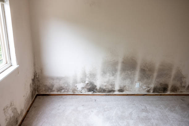 Best Black Mold Removal  in Meadow Les, AK
